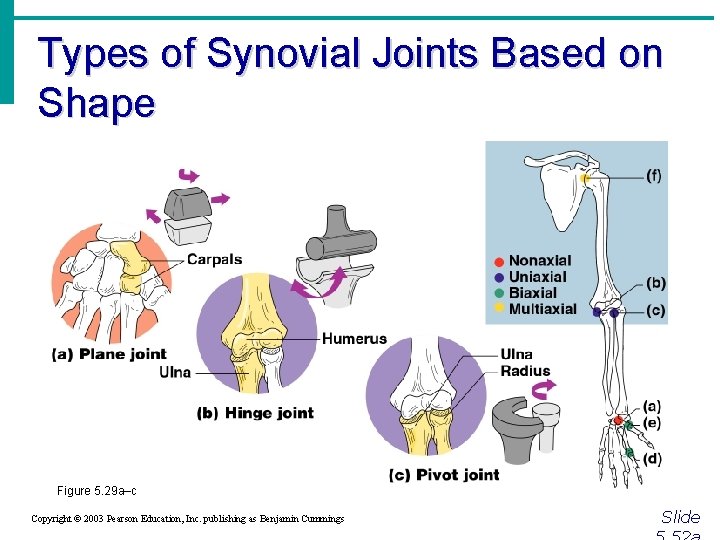 Types of Synovial Joints Based on Shape Figure 5. 29 a–c Copyright © 2003