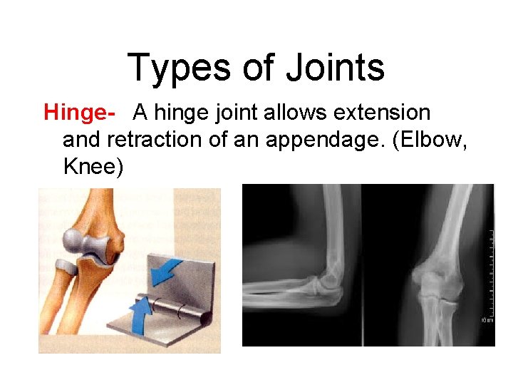 Types of Joints Hinge- A hinge joint allows extension and retraction of an appendage.