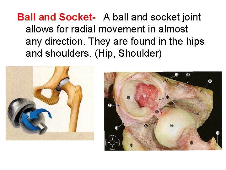 Ball and Socket- A ball and socket joint allows for radial movement in almost