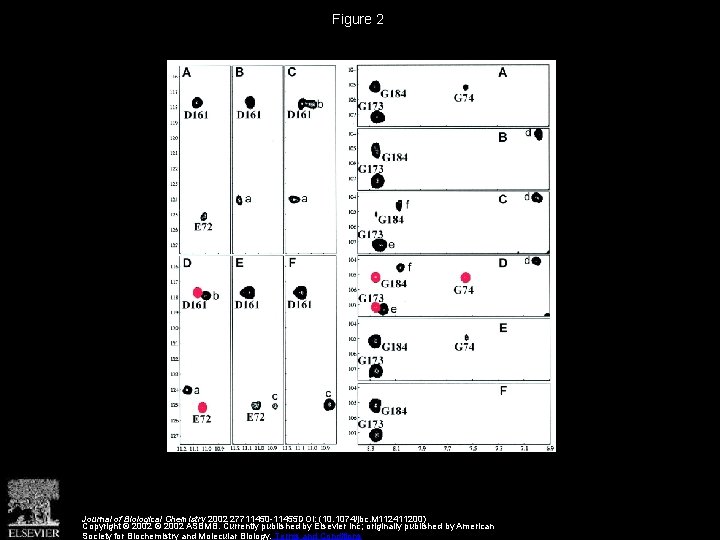 Figure 2 Journal of Biological Chemistry 2002 27711450 -11455 DOI: (10. 1074/jbc. M 112411200)