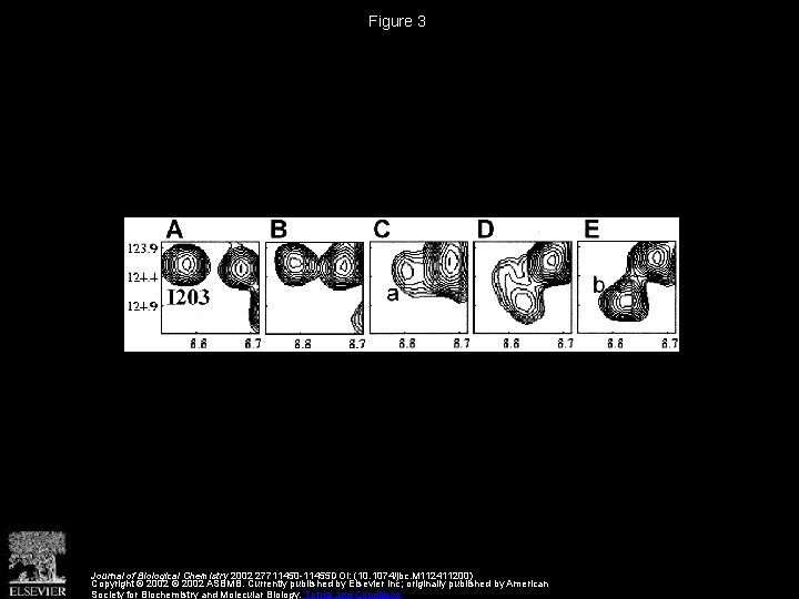 Figure 3 Journal of Biological Chemistry 2002 27711450 -11455 DOI: (10. 1074/jbc. M 112411200)
