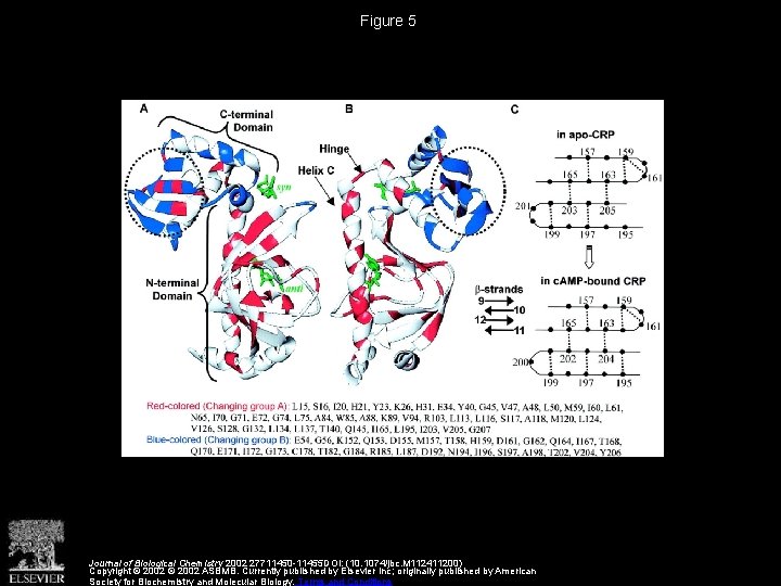 Figure 5 Journal of Biological Chemistry 2002 27711450 -11455 DOI: (10. 1074/jbc. M 112411200)