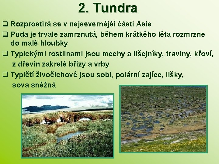 2. Tundra q Rozprostírá se v nejsevernější části Asie q Půda je trvale zamrznutá,