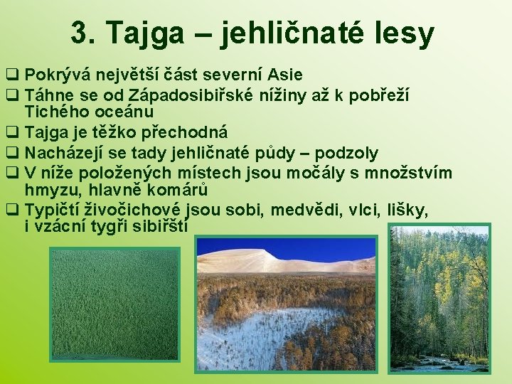 3. Tajga – jehličnaté lesy q Pokrývá největší část severní Asie q Táhne se