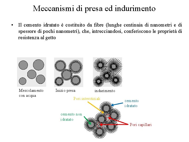 Meccanismi di presa ed indurimento • Il cemento idratato è costituito da fibre (lunghe