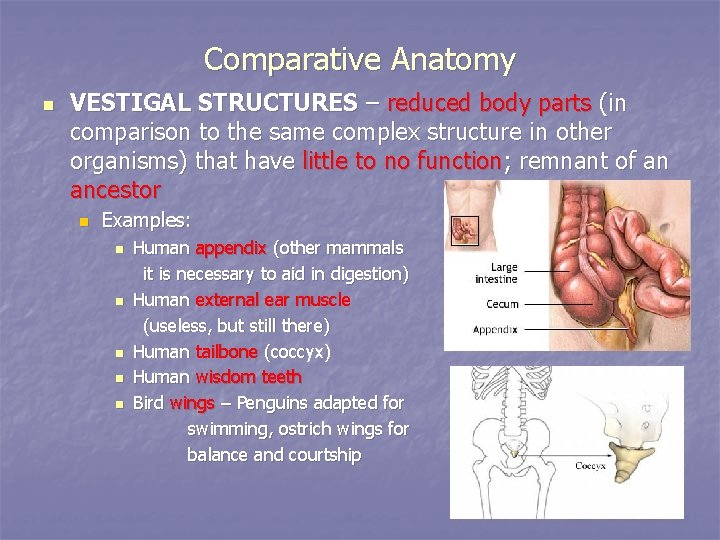 Comparative Anatomy n VESTIGAL STRUCTURES – reduced body parts (in comparison to the same