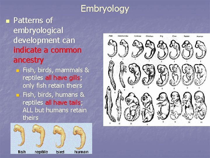 Embryology n Patterns of embryological development can indicate a common ancestry n n Fish,