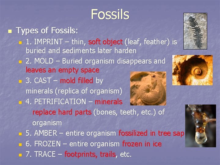 Fossils n Types of Fossils: n n n n 1. IMPRINT – thin, soft