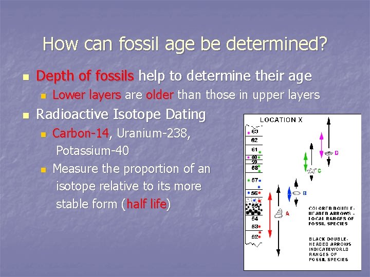 How can fossil age be determined? n Depth of fossils help to determine their