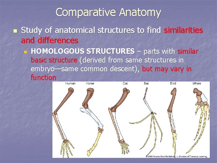 Comparative Anatomy n Study of anatomical structures to find similarities and differences n HOMOLOGOUS