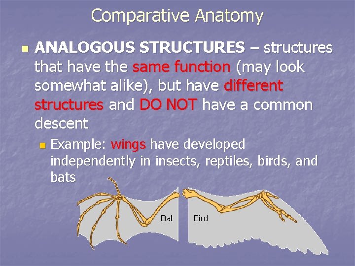 Comparative Anatomy n ANALOGOUS STRUCTURES – structures that have the same function (may look