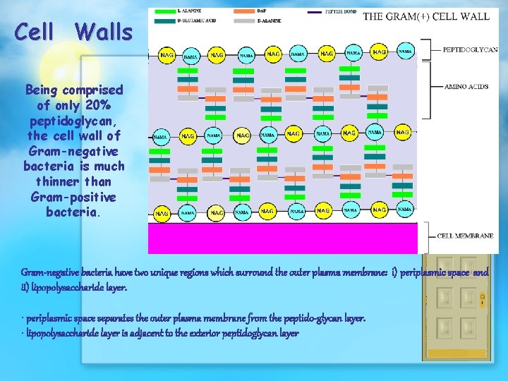 Cell Walls Being comprised of only 20% peptidoglycan, the cell wall of Gram-negative bacteria