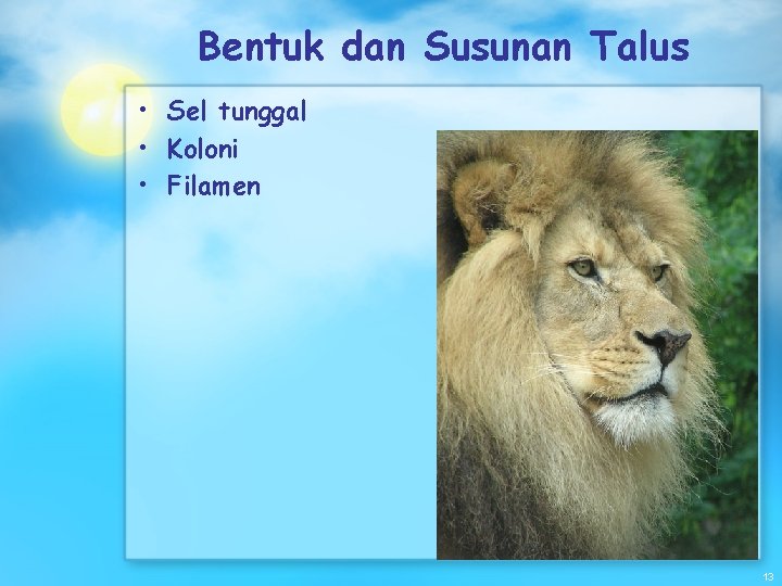 Bentuk dan Susunan Talus • Sel tunggal • Koloni • Filamen 13 