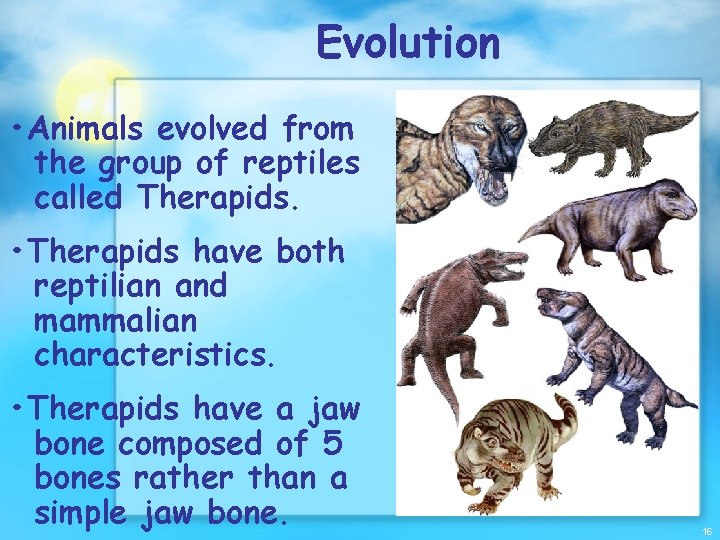 Evolution • Animals evolved from the group of reptiles called Therapids. • Therapids have