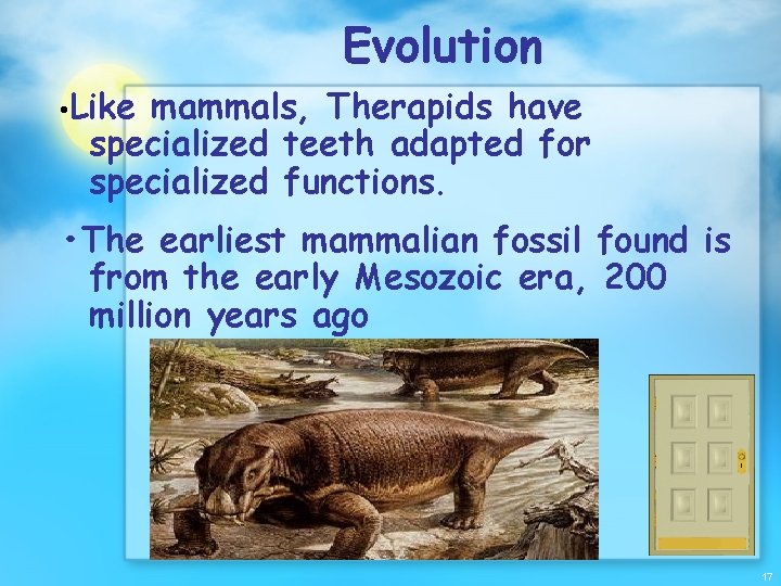 Evolution • Like mammals, Therapids have specialized teeth adapted for specialized functions. • The