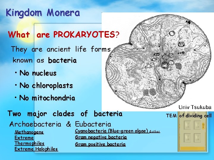 Kingdom Monera What are PROKARYOTES? They are ancient life forms known as bacteria •