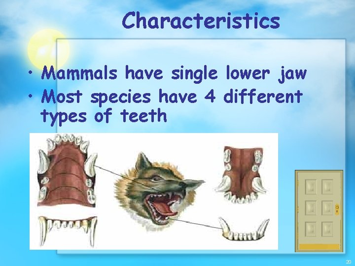 Characteristics • Mammals have single lower jaw • Most species have 4 different types