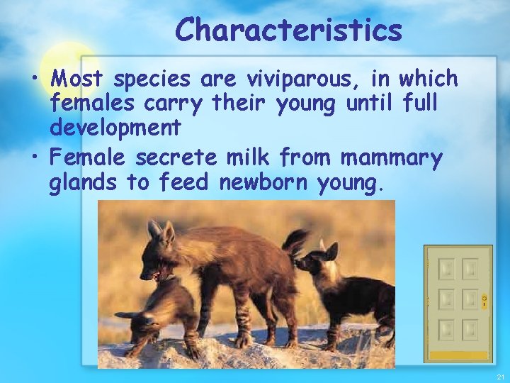 Characteristics • Most species are viviparous, in which females carry their young until full
