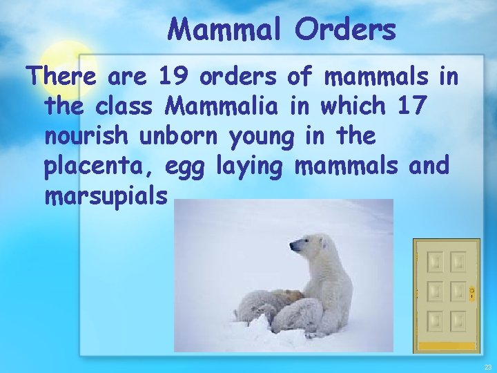 Mammal Orders There are 19 orders of mammals in the class Mammalia in which
