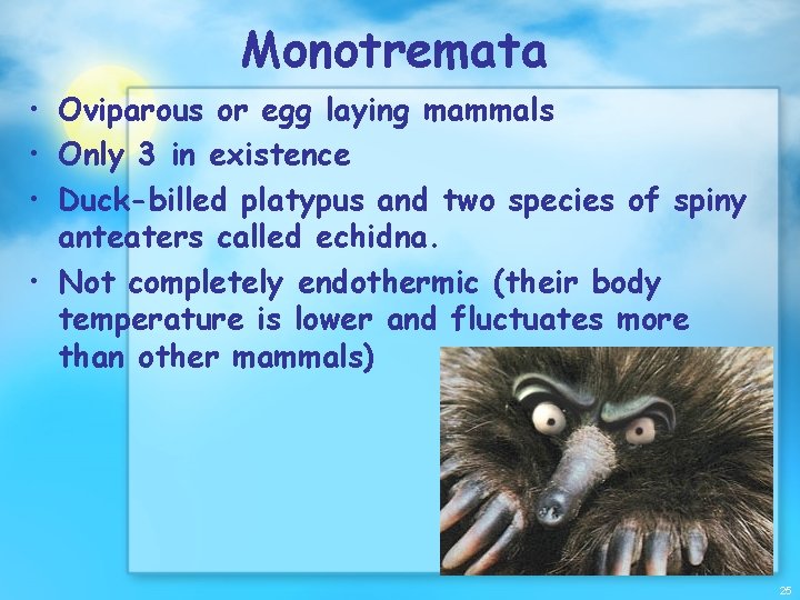 Monotremata • Oviparous or egg laying mammals • Only 3 in existence • Duck-billed