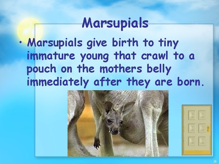 Marsupials • Marsupials give birth to tiny immature young that crawl to a pouch