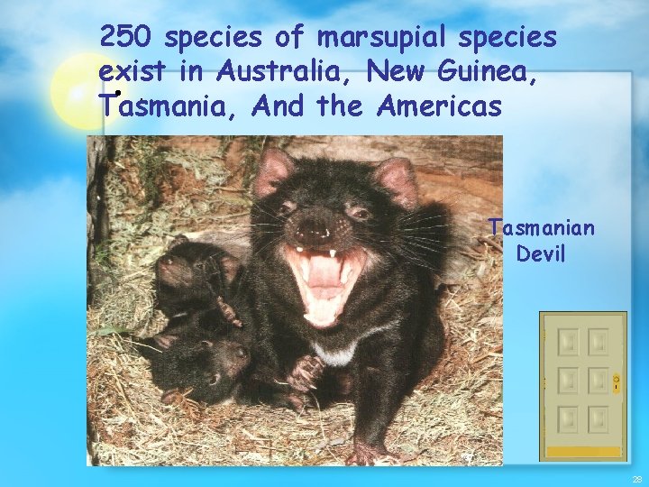 250 species of marsupial species exist in Australia, New Guinea, • . Tasmania, And