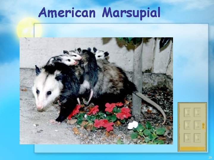 American Marsupial 29 