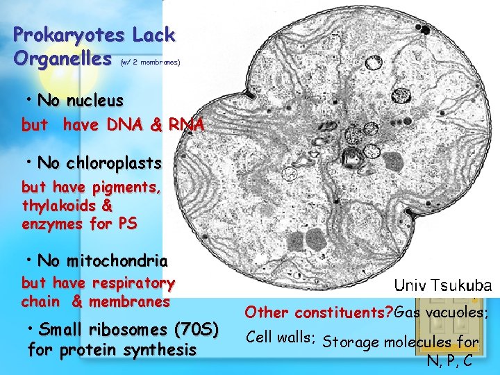 Prokaryotes Lack Organelles (w/ 2 membranes) • No nucleus but have DNA & RNA