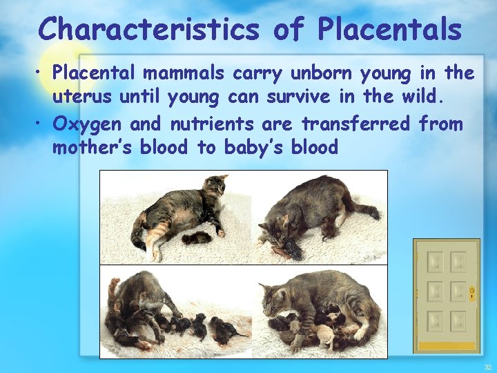 Characteristics of Placentals • Placental mammals carry unborn young in the uterus until young