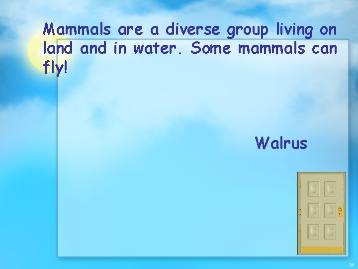 Mammals are a diverse group living on land in water. Some mammals can fly!