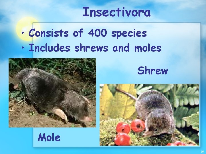 Insectivora • Consists of 400 species • Includes shrews and moles Shrew Mole 35