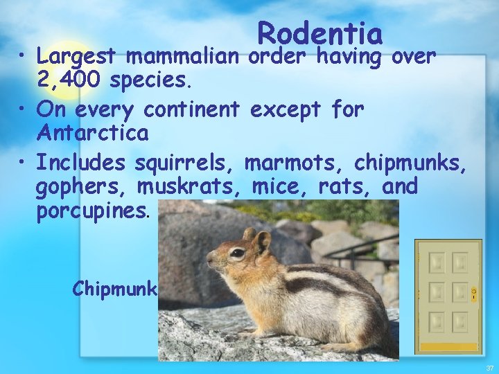 Rodentia • Largest mammalian order having over 2, 400 species. • On every continent