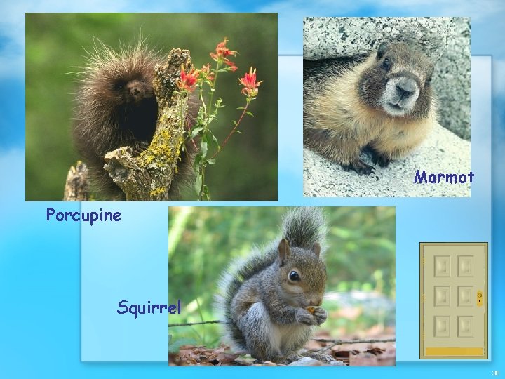 Marmot Porcupine Squirrel 38 