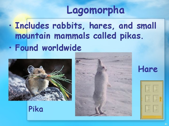 Lagomorpha • Includes rabbits, hares, and small mountain mammals called pikas. • Found worldwide