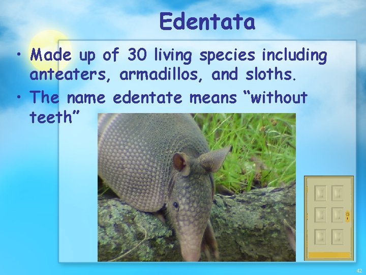 Edentata • Made up of 30 living species including anteaters, armadillos, and sloths. •