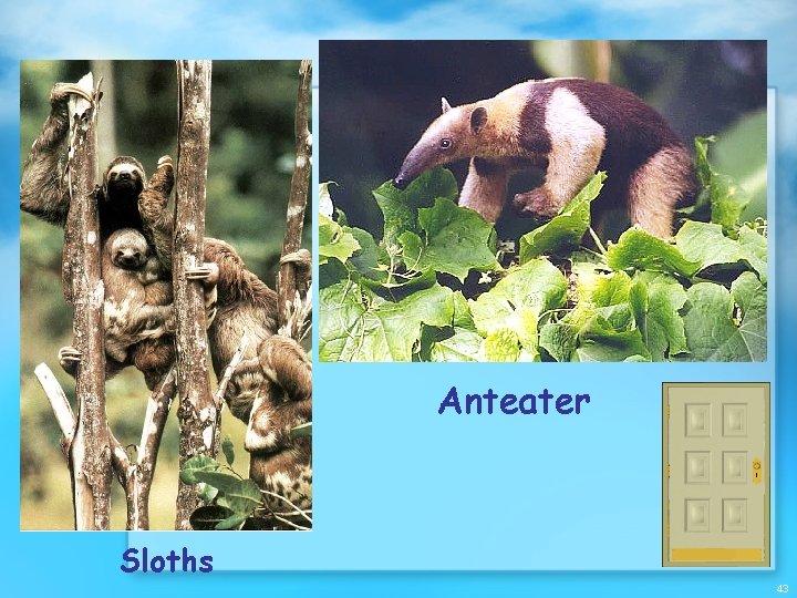 Anteater Sloths 43 