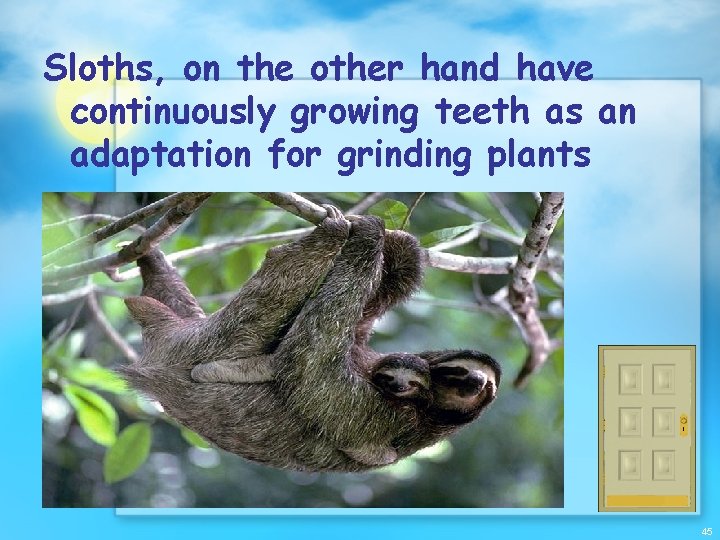 Sloths, on the other hand have continuously growing teeth as an adaptation for grinding