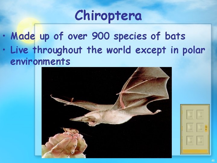 Chiroptera • Made up of over 900 species of bats • Live throughout the