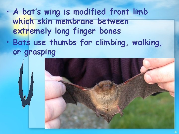  • A bat’s wing is modified front limb which skin membrane between extremely