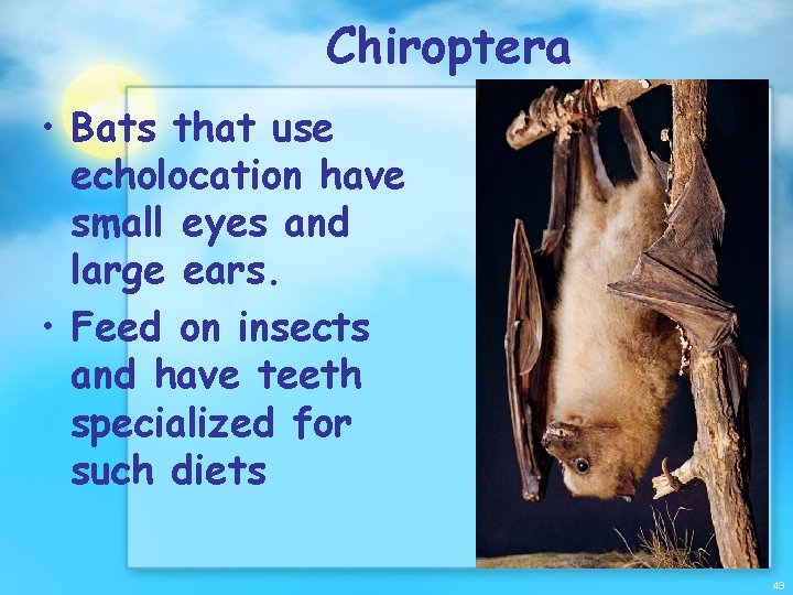 Chiroptera • Bats that use echolocation have small eyes and large ears. • Feed