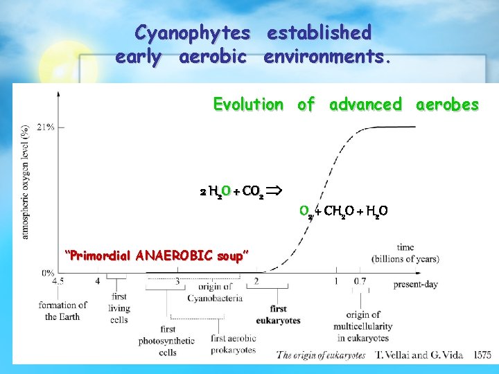 Cyanophytes established early aerobic environments. Evolution of advanced aerobes 2 H 2 O +