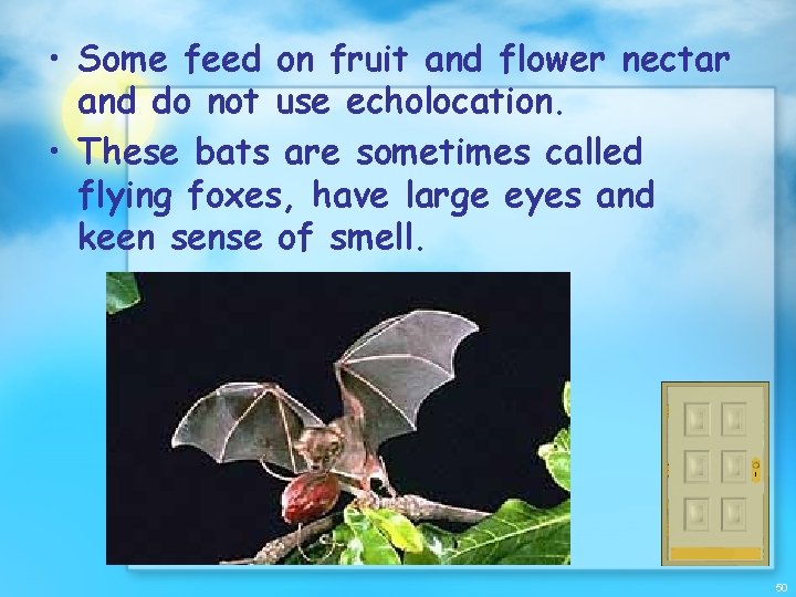  • Some feed on fruit and flower nectar and do not use echolocation.