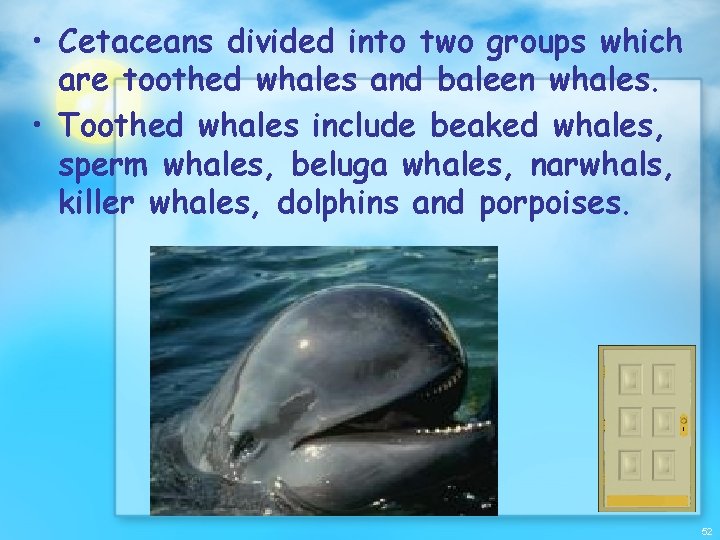  • Cetaceans divided into two groups which are toothed whales and baleen whales.