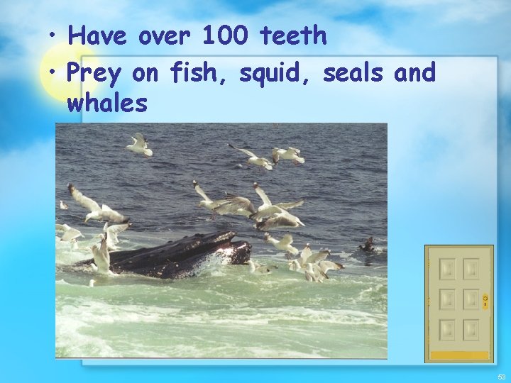  • Have over 100 teeth • Prey on fish, squid, seals and whales