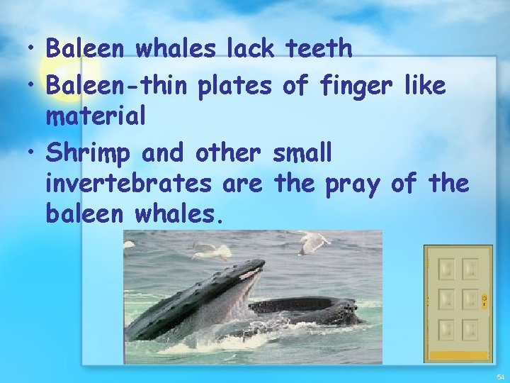  • Baleen whales lack teeth • Baleen-thin plates of finger like material •