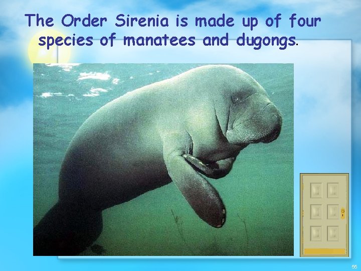 The Order Sirenia is made up of four species of manatees and dugongs. 55