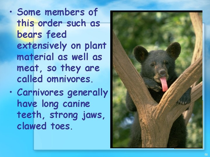  • Some members of this order such as bears feed extensively on plant
