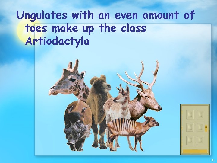 Ungulates with an even amount of toes make up the class Artiodactyla 61 