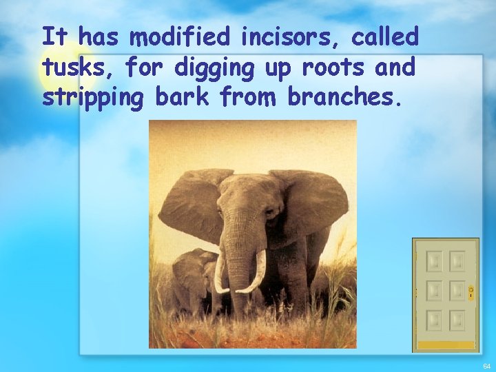 It has modified incisors, called tusks, for digging up roots and stripping bark from