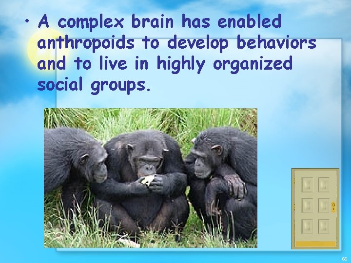  • A complex brain has enabled anthropoids to develop behaviors and to live
